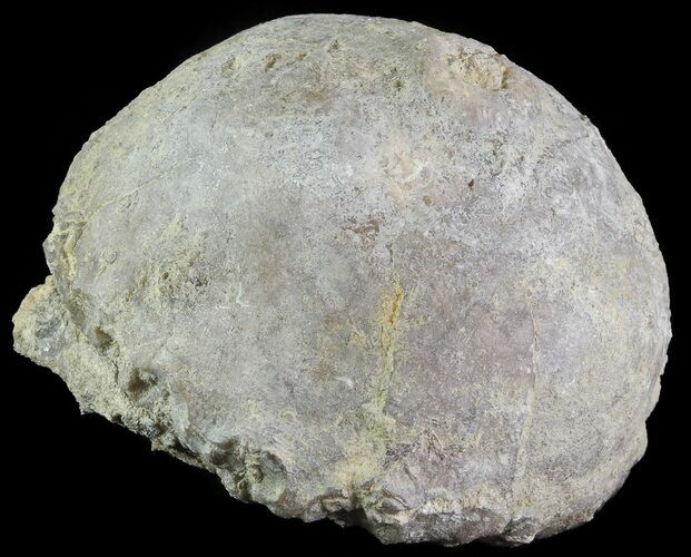 Crinoid Calyx (Pithocrinus) - Alpena, Michigan #68838